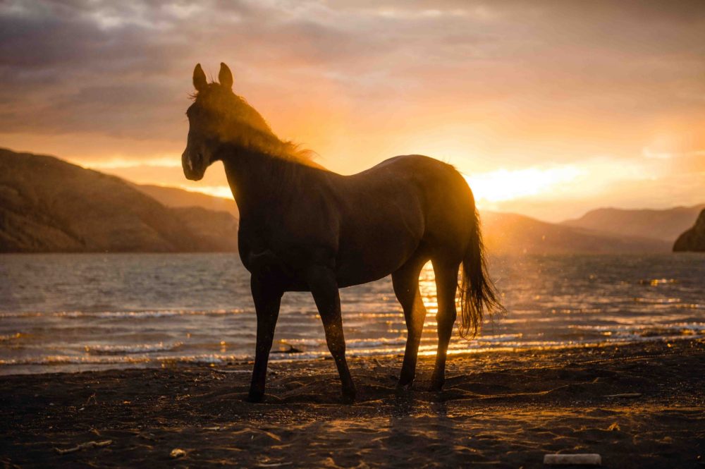 Horse standing at sunset by a lake in Kamloops