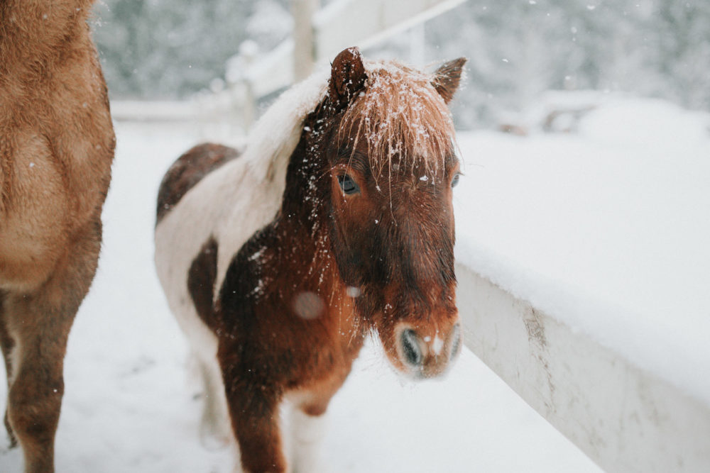 miniture horse in the snow