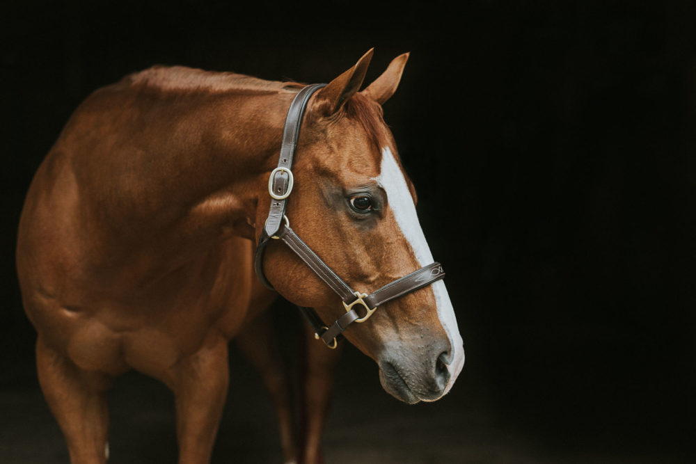 gorgeous fine art horse portrait of a sorrel by sunshine coast bc horse photographer Sherry Nelsen